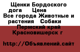 Щенки Бордоского дога.  › Цена ­ 30 000 - Все города Животные и растения » Собаки   . Пермский край,Красновишерск г.